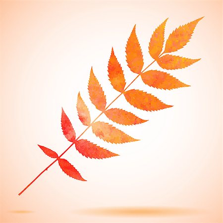 drawn images of maple leaves - Orange watercolor painted leaf. Also available as a Vector in Adobe illustrator EPS format, compressed in a zip file. The vector version be scaled to any size without loss of quality. Stock Photo - Budget Royalty-Free & Subscription, Code: 400-07825722