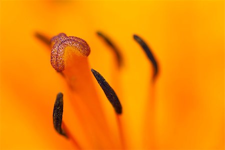 simsearch:400-05128577,k - Detail - close-up - of the bloom of lily Stockbilder - Microstock & Abonnement, Bildnummer: 400-07825893