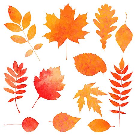 fall aspen leaves - Watercolor collection of beautiful orange autumn leaves isolated on white background. Also available as a Vector in Adobe illustrator EPS format, compressed in a zip file. The vector version be scaled to any size without loss of quality. Stock Photo - Budget Royalty-Free & Subscription, Code: 400-07825935