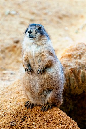 simsearch:400-05682350,k - A black-tailed prairie dog standing near burrow. Photographie de stock - Aubaine LD & Abonnement, Code: 400-07826134