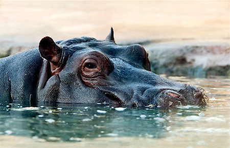 simsearch:400-04832119,k - Close-up of the head of a hippopotamus in the water Foto de stock - Royalty-Free Super Valor e Assinatura, Número: 400-07826137