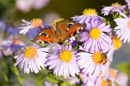 simsearch:400-07826173,k - An image of a nice butterfly Aglais io Stockbilder - Microstock & Abonnement, Bildnummer: 400-07826169