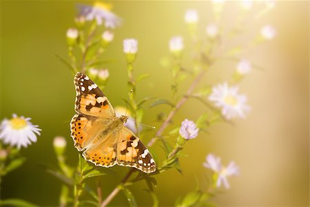 simsearch:400-07826173,k - An image of a nice butterfly Vanessa cardui Stockbilder - Microstock & Abonnement, Bildnummer: 400-07826174