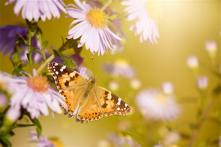 simsearch:400-07826173,k - An image of a nice butterfly Vanessa cardui Stockbilder - Microstock & Abonnement, Bildnummer: 400-07826175