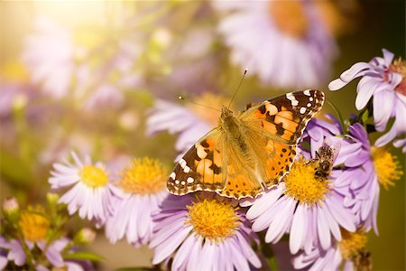 simsearch:400-07826173,k - An image of a nice butterfly Vanessa cardui Stockbilder - Microstock & Abonnement, Bildnummer: 400-07826176