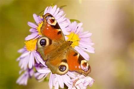 simsearch:400-07826173,k - An image of a nice butterfly Aglais io Stockbilder - Microstock & Abonnement, Bildnummer: 400-07826170