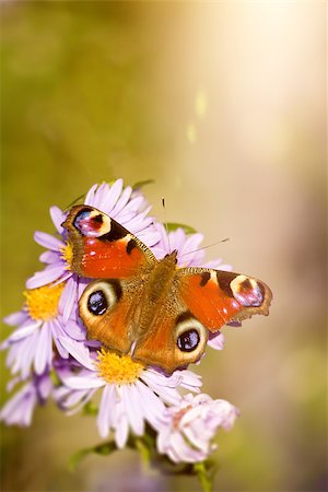 simsearch:400-07826173,k - An image of a nice butterfly Aglais io Stockbilder - Microstock & Abonnement, Bildnummer: 400-07826171