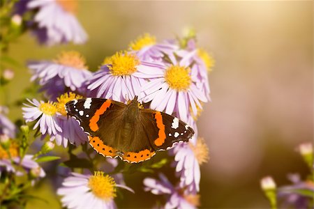 simsearch:400-07826173,k - An image of a nice butterfly Vanessa atalanta Stockbilder - Microstock & Abonnement, Bildnummer: 400-07826172