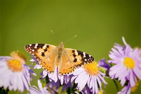 simsearch:400-07826173,k - An image of a nice butterfly Vanessa cardui Stockbilder - Microstock & Abonnement, Bildnummer: 400-07826173