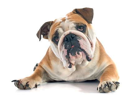 english bulldog in front of white background Foto de stock - Super Valor sin royalties y Suscripción, Código: 400-07826276