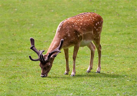 Young deer eating on green grass. Stock Photo - Budget Royalty-Free & Subscription, Code: 400-07826328