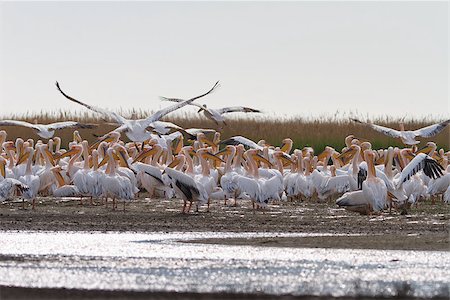 simsearch:400-07169714,k - white pelicans (pelecanus onocrotalus) in the Danube Delta, Romania Fotografie stock - Microstock e Abbonamento, Codice: 400-07826356