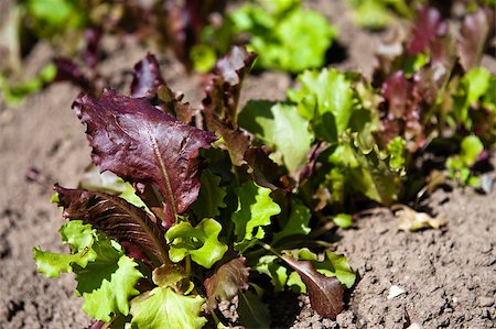 sgabby2001 (artist) - Salad in the garden Stock Photo - Budget Royalty-Free & Subscription, Code: 400-07826540