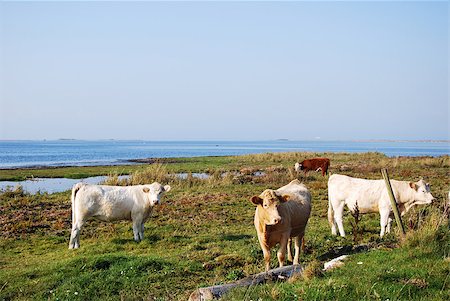 simsearch:400-07658135,k - Idyllic view at a pastureland with grazing cows at the Swedish island Oland Stock Photo - Budget Royalty-Free & Subscription, Code: 400-07826634