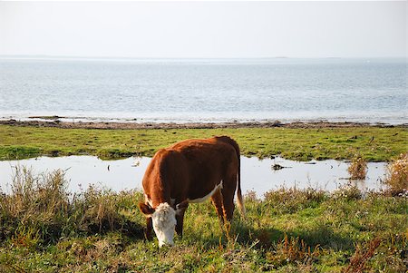 simsearch:400-08495148,k - Grazing cow by the coast of Baltic sea at the island Oland in Sweden Stock Photo - Budget Royalty-Free & Subscription, Code: 400-07826635