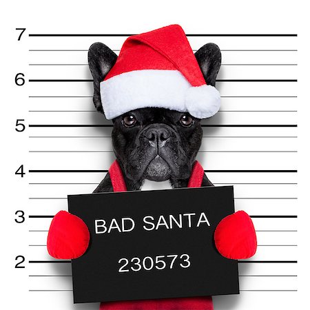 simsearch:400-08898663,k - mugshot of a christmas santa bad dog Photographie de stock - Aubaine LD & Abonnement, Code: 400-07827066