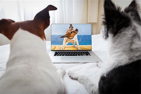 simsearch:400-07055954,k - couple of dogs watching a movie  on a laptop computer in bedroom, close together Stockbilder - Microstock & Abonnement, Bildnummer: 400-07827070