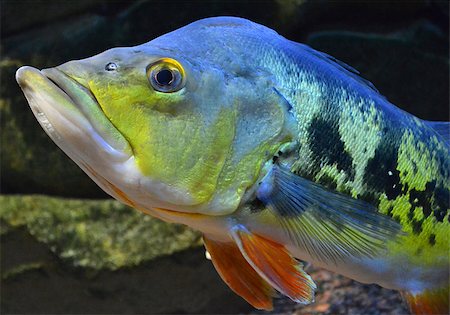 simsearch:400-08530017,k - Cichla grouper fish in the aquarium Stockbilder - Microstock & Abonnement, Bildnummer: 400-07827403