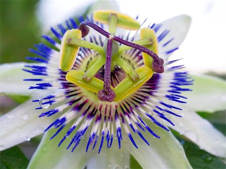 purple granadilla - A passionfruit flower close-up shot with blue and white petals Stock Photo - Budget Royalty-Free & Subscription, Code: 400-07827414