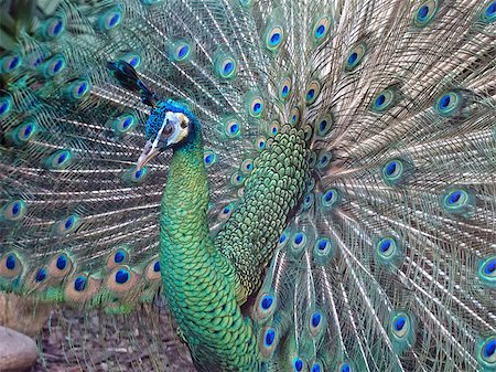 A male peacock showing his beautiful and colourful feathers Stock Photo - Budget Royalty-Free & Subscription, Code: 400-07827415