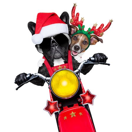 simsearch:400-07728896,k - two christmas dogs on a motorbike riding with speed Stock Photo - Budget Royalty-Free & Subscription, Code: 400-07827607