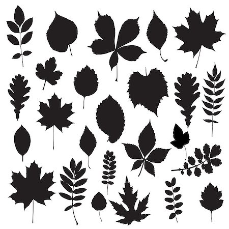 peggynew (artist) - Leaf collection - vector silhouette. Also available as a Vector in Adobe illustrator EPS format, compressed in a zip file. The vector version be scaled to any size without loss of quality. Photographie de stock - Aubaine LD & Abonnement, Code: 400-07827768