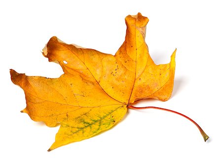 simsearch:851-02963822,k - Yellow dried autumn maple-leaf isolated on white background Stockbilder - Microstock & Abonnement, Bildnummer: 400-07828097