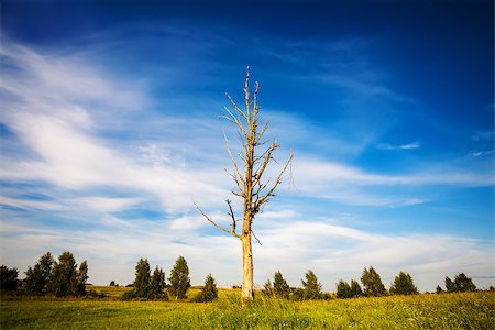 simsearch:400-07822203,k - Landscape with a lone dead tree in a field Stock Photo - Budget Royalty-Free & Subscription, Code: 400-07828379
