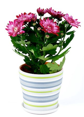 simsearch:632-03897997,k - Dark Pink Daisy Chrysanthemum (Chrysantheme) in Striped Pot isolated on white background Stock Photo - Budget Royalty-Free & Subscription, Code: 400-07828390