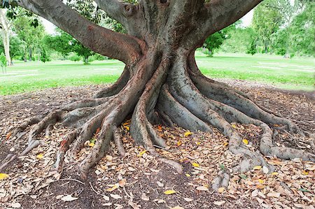 roots of an old and big tree in the park Stock Photo - Budget Royalty-Free & Subscription, Code: 400-07828559