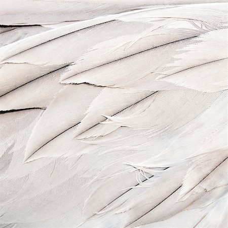 A closeup of white bird feathers (the background) Stock Photo - Budget Royalty-Free & Subscription, Code: 400-07829170