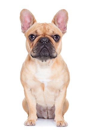 respiro profundo - fawn french bulldog sitting and resting on white isolated backgroung Photographie de stock - Aubaine LD & Abonnement, Code: 400-07829676