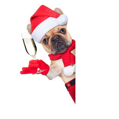 simsearch:400-07822392,k - santa claus christmas dog toasting cheers with champagne glass besides white blank placard or banner, isolated on white background Foto de stock - Super Valor sin royalties y Suscripción, Código: 400-07829678