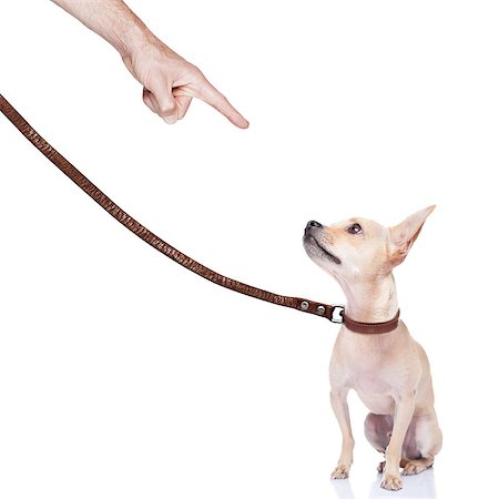 rant - chihuahua dog ready for a walk with owner , punished by the owner Stock Photo - Budget Royalty-Free & Subscription, Code: 400-07829672