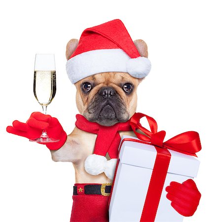 funny new years eve pics - santa claus christmas dog toasting cheers with champagne glass , isolated on white background Stock Photo - Budget Royalty-Free & Subscription, Code: 400-07829684