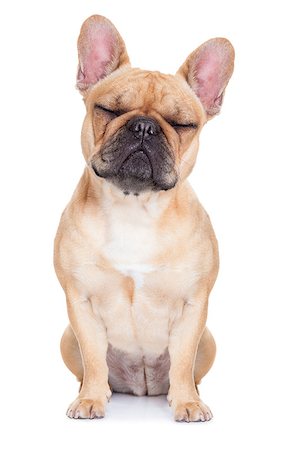 respiro profundo - fawn french bulldog with closed eyes sitting and resting on white isolated background Photographie de stock - Aubaine LD & Abonnement, Code: 400-07829689