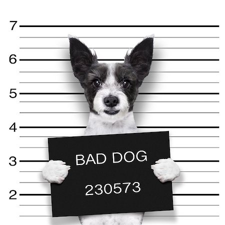 mugshot dog holding a black banner or placard Stock Photo - Budget Royalty-Free & Subscription, Code: 400-07829693