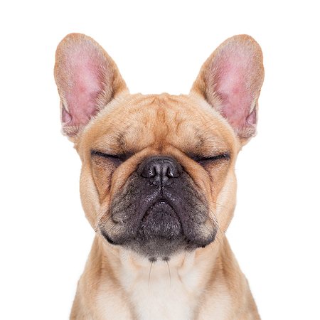 respiro profundo - fawn french bulldog with closed eyes sitting and resting on white isolated background Photographie de stock - Aubaine LD & Abonnement, Code: 400-07829703