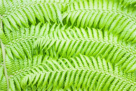 simsearch:400-07830872,k - Background of a green fern Foto de stock - Royalty-Free Super Valor e Assinatura, Número: 400-07820103