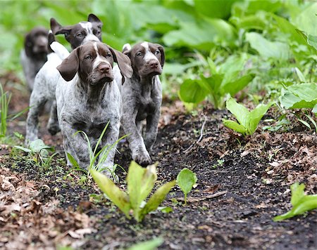 pointer dogs colors - german shorthaired pointer litter running in the forest - 8 weeks old Stock Photo - Budget Royalty-Free & Subscription, Code: 400-07820674