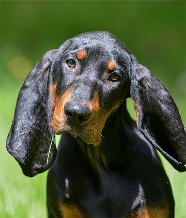 simsearch:400-07820675,k - black and tan coonhound portrait outside in grass Foto de stock - Super Valor sin royalties y Suscripción, Código: 400-07820677
