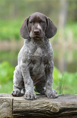 pointer dogs sitting - german shorthaired pointer puppy sitting on a log Stock Photo - Budget Royalty-Free & Subscription, Code: 400-07820670