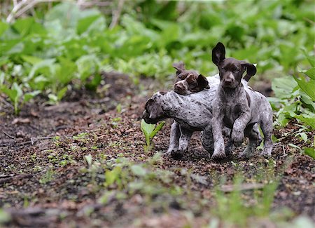 pointer dogs colors - litter of german shorthaired pointer puppies playing outside in the woods Stock Photo - Budget Royalty-Free & Subscription, Code: 400-07820671