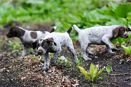 pointer dogs colors - german shorthaired pointer litter running in the forest - 8 weeks old Stock Photo - Budget Royalty-Free & Subscription, Code: 400-07820672