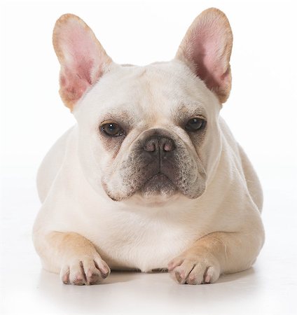 french bulldog puppy laying down on white background Photographie de stock - Aubaine LD & Abonnement, Code: 400-07820685