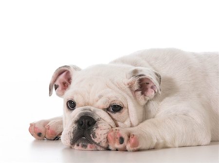 simsearch:400-06758857,k - tired english bulldog puppy laying down stretched out on white background Foto de stock - Royalty-Free Super Valor e Assinatura, Número: 400-07820681