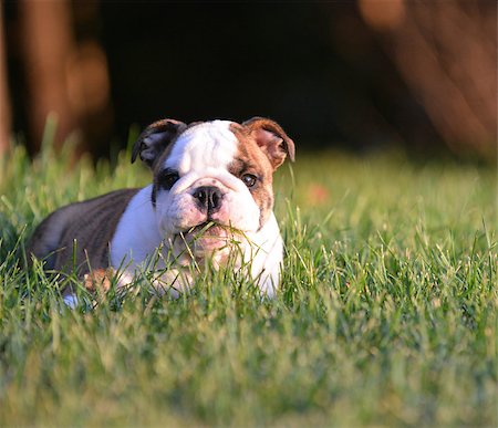 dog eating grass - english bulldog puppy laying down eating the grass Stock Photo - Budget Royalty-Free & Subscription, Code: 400-07820692