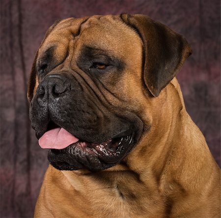 simsearch:400-07571868,k - bullmastiff male portrait on purple background Fotografie stock - Microstock e Abbonamento, Codice: 400-07820710