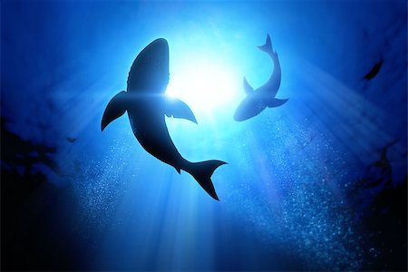 shark fin - Under the waves circle two great white sharks. Stock Photo - Budget Royalty-Free & Subscription, Code: 400-07820744