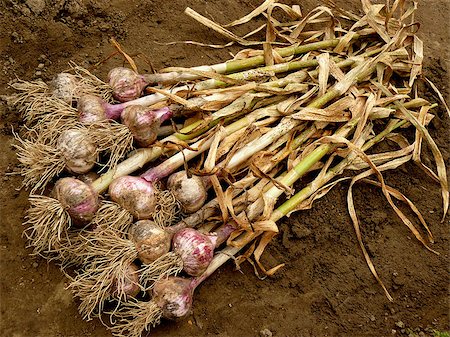 simsearch:652-03635670,k - fresh harvested garlic bulbs with dry leaves on the ground Photographie de stock - Aubaine LD & Abonnement, Code: 400-07820795